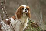 CAVALIER KING CHARLES 757